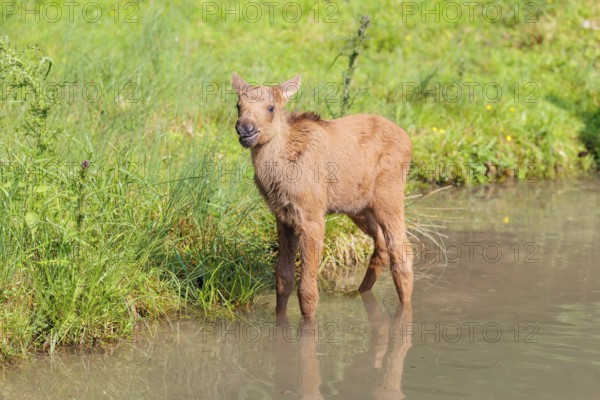 A Moose calf (Alces alces) stands in a shallow stream and looks around