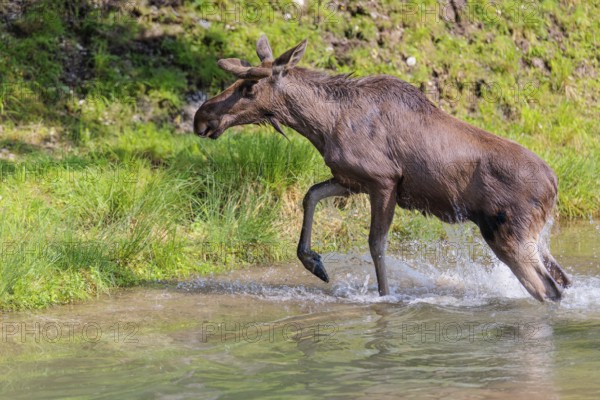 An aggressive bull moose (Alces alces) crosses a stream with splashing water on a sunny day