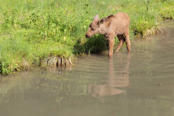 A moose calf (Alces alces) walks along the bank of a shallow stream on a sunny day in search of fresh food