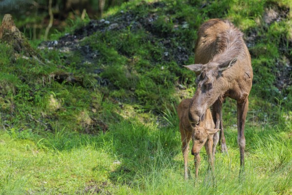 A moose calf and its mother (Alces alces) are standing on the bank of a shallow stream on a sunny day, looking for fresh food
