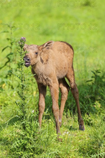 A moose calf (Alces alces) stands on the bank of a shallow stream on a sunny day and eats from a thistle