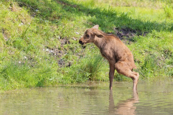 A moose calf (Alces alces) stands in a shallow stream and shits in the water