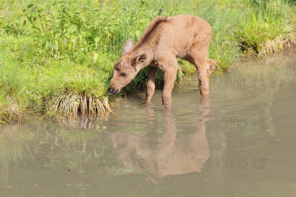 A moose calf (Alces alces) walks along the bank of a shallow stream on a sunny day in search of fresh food. Its reflection can be seen in the water
