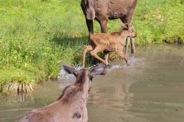A moose calf (Alces alces) flees from an aggressive bull moose in the shallow river on a sunny day