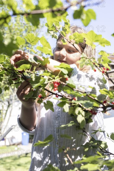 Girl picking redcurrants or currants, Ribes Rubum, Upper Bavaria, Bavaria, Germany