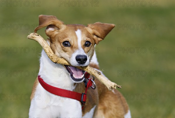 Beagle with branch in mouth jumps across meadow, Switzerland