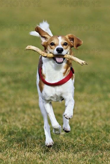 Beagle with branch in mouth jumps across meadow, Switzerland