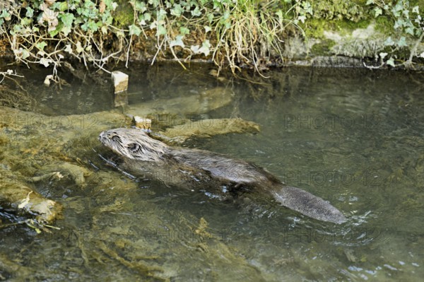 Eurasian beaver, European beaver (Castor fibre), swimming in a stream, Canton Zug, Switzerland