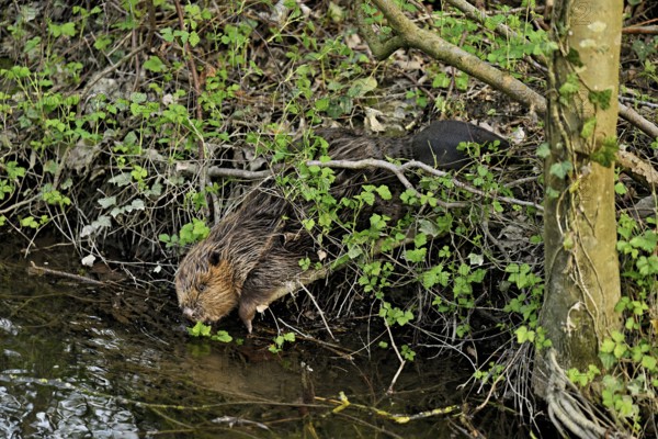 Eurasian beaver, European beaver (Castor fibre), eating leaves on the bank of a stream, Canton Zug, Switzerland