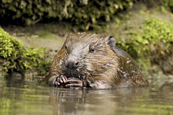 Eurasian beaver, European beaver (Castor fibre), feeding in the water, Canton Zug, Switzerland