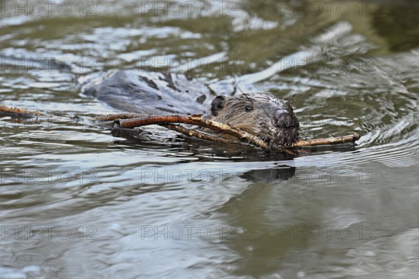Eurasian beaver, European beaver (Castor fibre), swimming in a stream with a branch in its mouth, Canton Zug, Switzerland