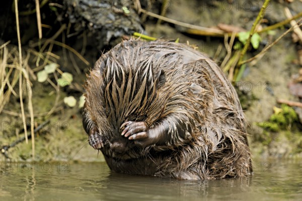 Eurasian beaver, European beaver (Castor fibre), cleaning its face, Canton Zug, Switzerland