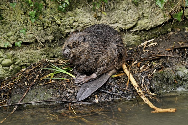 Eurasian beaver, European beaver (Castor fibre), feeding on the shore, Canton Zug, Switzerland