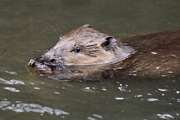Eurasian beaver, European beaver (Castor fibre), eating an acorn in the water, Canton Zug, Switzerland