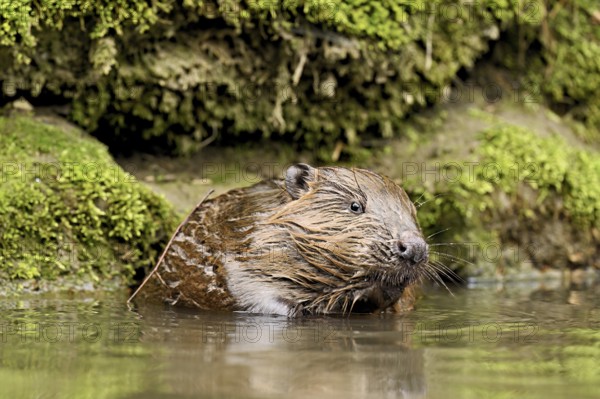 Eurasian beaver, European beaver (Castor fibre), sitting in water, Canton Zug, Switzerland