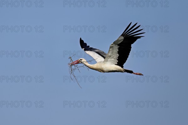 White stork (Ciconia ciconia), with nesting material in its beak in flight, Canton Aargau, Switzerland