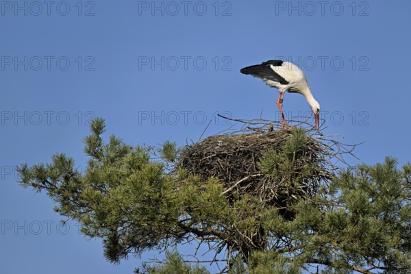 White stork (Ciconia ciconia), standing on eyrie, Switzerland