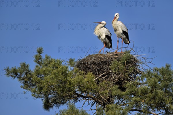 White storks (Ciconia ciconia), pair standing on eyrie, Canton Aargau, Switzerland