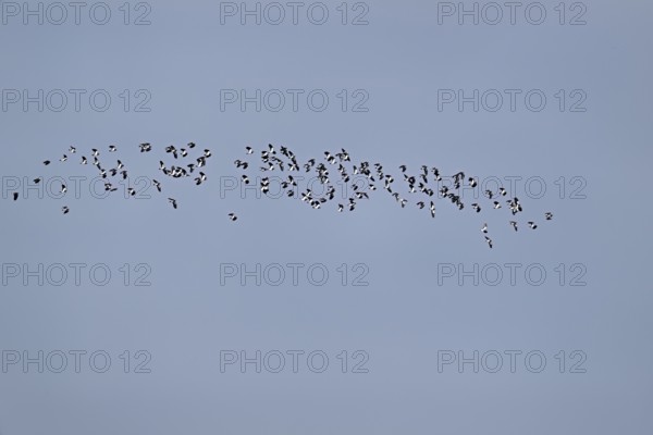 A group of lapwings (Vanellus vanellus) in flight, Flachsee, Canton Aargau, Switzerland