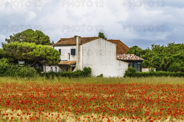 Red poppies in the cereal field, France