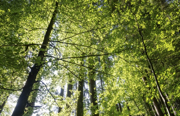 Hornbeam, Carpinus betulus, beech forest with green leaves in the sun, Upper Austria, Austria