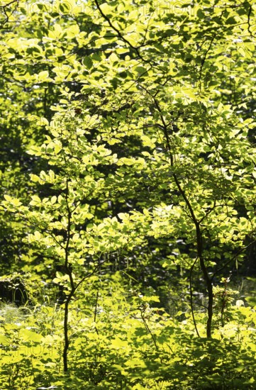 Hornbeam, Carpinus betulus, beech forest with green leaves in the sun, Upper Austria, Austria