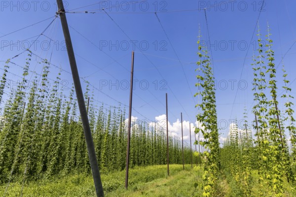 Hop garden of the Hochdorfer Kronenbrauerei brewery. Hop growing in the Heckengäu in the northern Black Forest region. Nagold, Baden-Württemberg, Germany