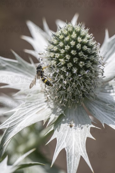 Clay wasp (Ancistrocerus) on ivory man litter (Eryngium giganteum), Emsland, Lower Saxony, Germany