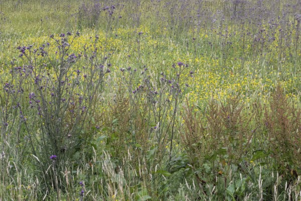 Meadow with thistles (Cirsium), Emsland, Lower Saxony, Germany