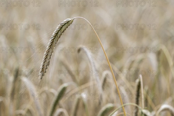 Triticale ears (triticale), Emsland, Lower Saxony, Germany