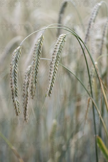 Triticale ears (triticale), Emsland, Lower Saxony, Germany