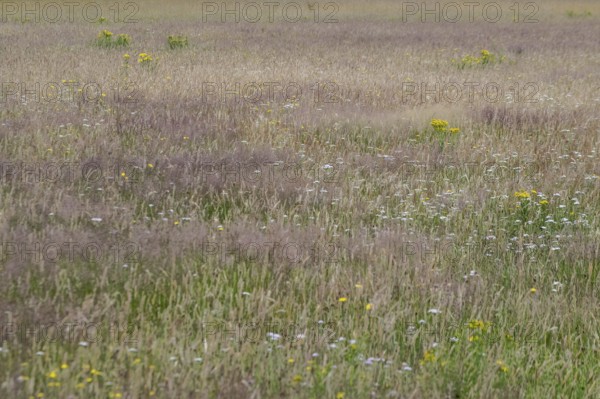 Meadow with ragwort (Senecio jacobaea), Emsland, Lower Saxony, Germany