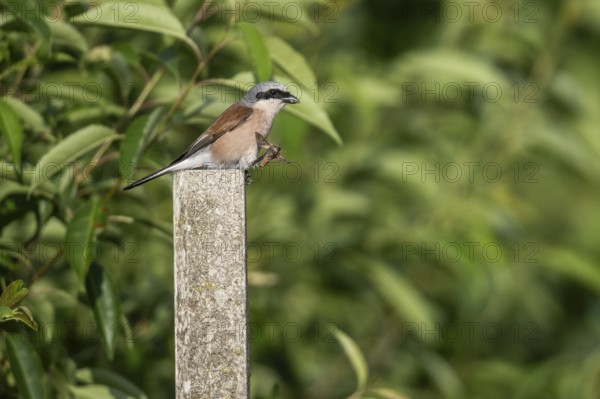 Red-backed shrike (Lanius collurio), Emsland, Lower Saxony, Germany