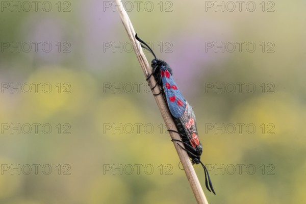 Six-spotted damselfly (Zygaena filipendulae), mating, Emsland, Lower Saxony, Germany