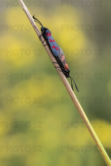 Six-spotted damselfly (Zygaena filipendulae), mating, Emsland, Lower Saxony, Germany