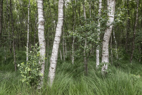 Birch quarry forest (Betula pendula), Emsland, Lower Saxony, Germany