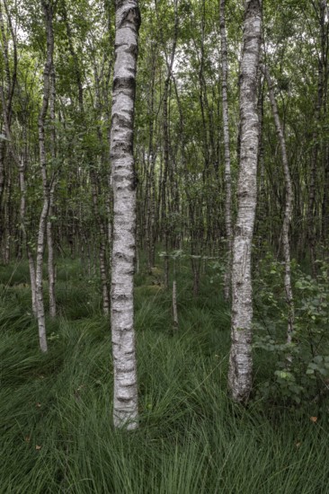Birch quarry forest (Betula pendula), Emsland, Lower Saxony, Germany