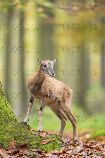 European mouflon (Ovis aries musimon) sheep (female) standing in a forest in autumn, Bavaria, Germany