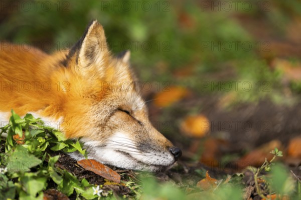 Red fox (Vulpes vulpes) lying in a forest in autumn, portrait, Bavaria, Germany