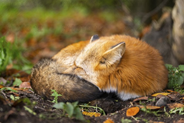 Red fox (Vulpes vulpes) lying in a forest in autumn, Bavaria, Germany