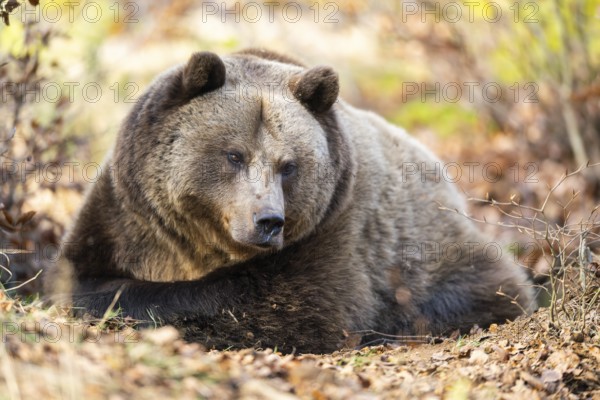 Eurasian Brown Bear (Ursus arctos arctos) lying in a forest, Bavaria, Germany