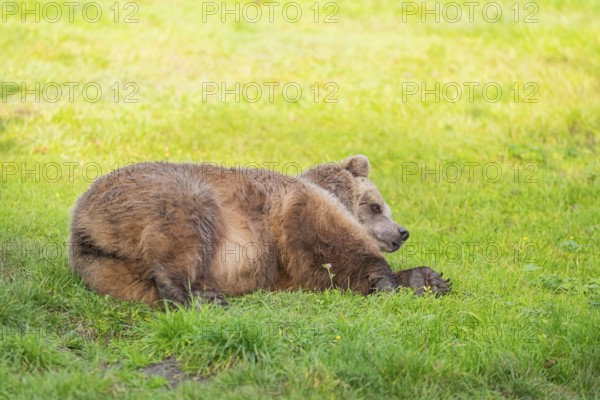 Eurasian Brown Bear (Ursus arctos arctos) lying on a meadow, Bavaria, Germany