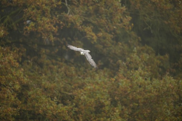 Saker falcon (Falco cherrug) flying, autumn, Bavaria, Germany