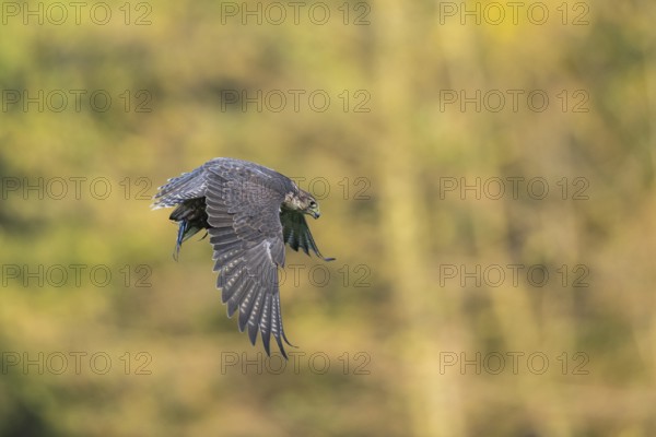 Peregrine falcon (Falco peregrinus) flying, autumn, Bavaria, Germany