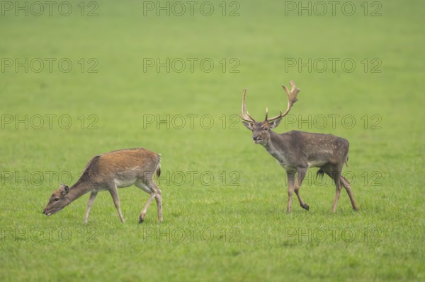 European fallow deer (dama dama) buck with his pack during the rutting season on a meadow in autumn, Bavaria, Germany