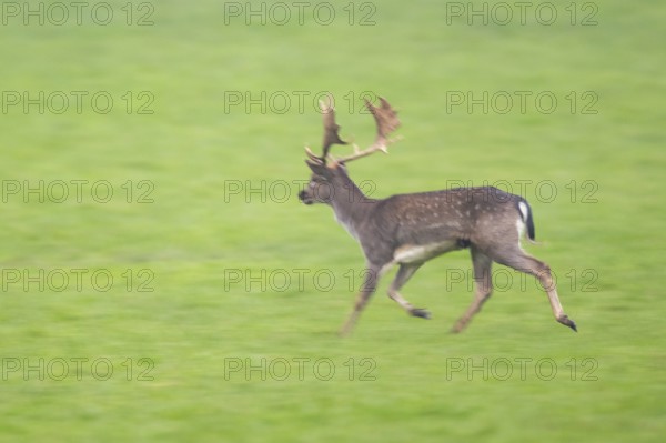European fallow deer (dama dama) buck running on a meadow in autumn, Bavaria, Germany