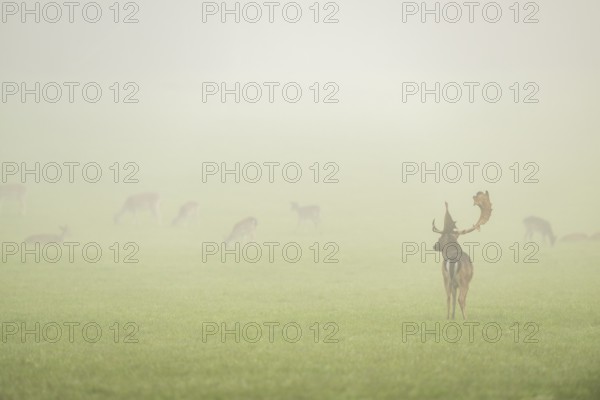 European fallow deer (dama dama) buck with its pack during the mating season on a meadow on a foggy day in autumn, Bavaria, Germany