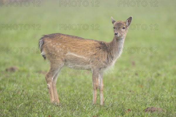 European fallow deer (dama dama) doe standing on a meadow on a foggy day in autumn, Bavaria, Germany