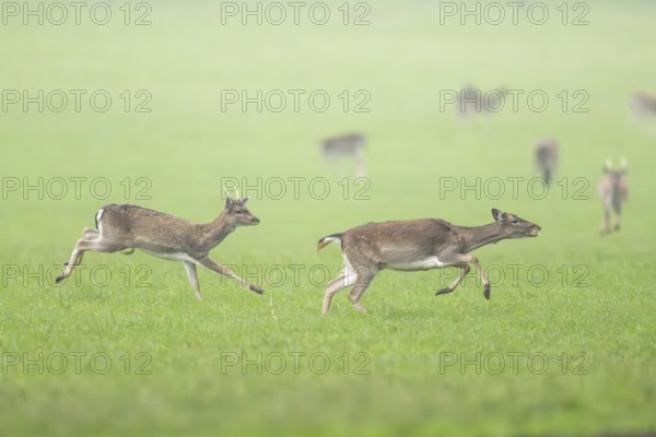 European fallow deer (dama dama) doe running on a meadow in autumn, Bavaria, Germany