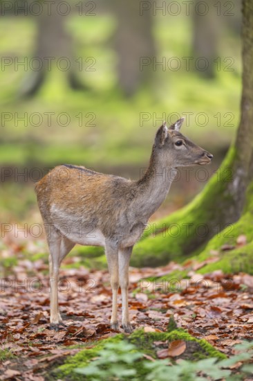 European fallow deer (dama dama) doe standing in a forest in autumn, Bavaria, Germany